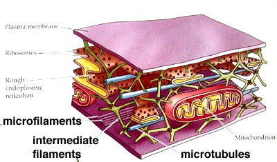 [cytoseleton[4].jpg]
